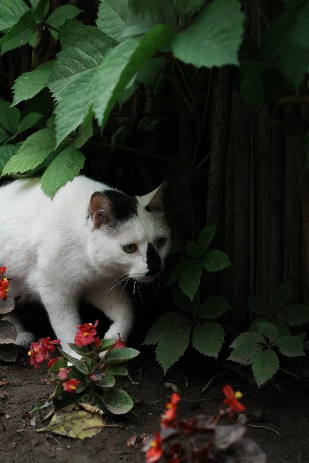 让小猫咪来治愈你,小猫咪可以治愈一切不开心的事情