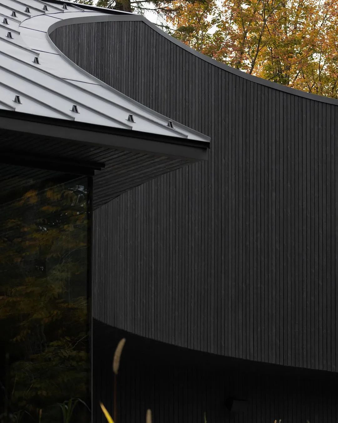 他们把家搬到了森林里，一间森林