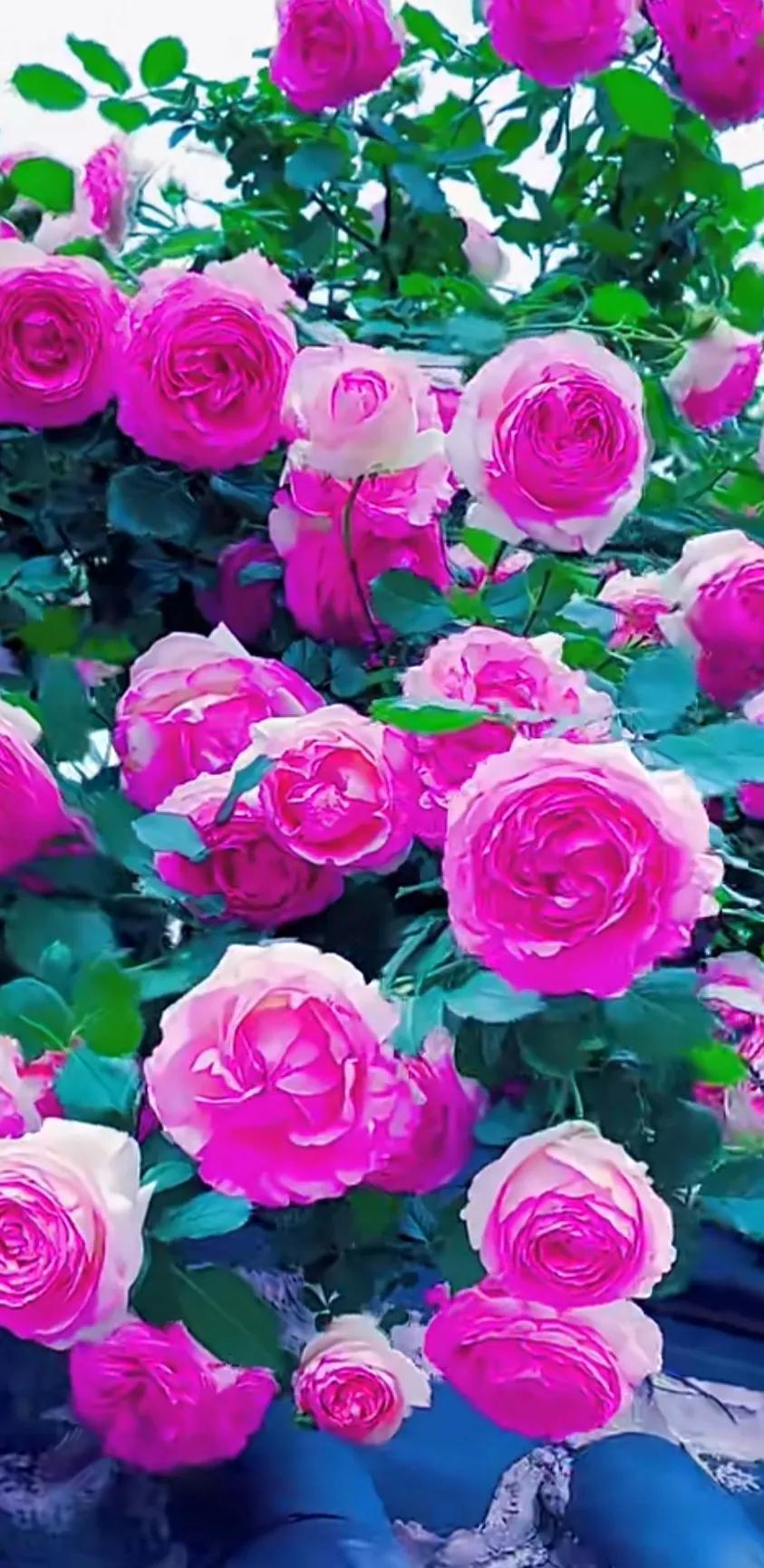 美到极致的月季花图片,仙气十足的月季花图片