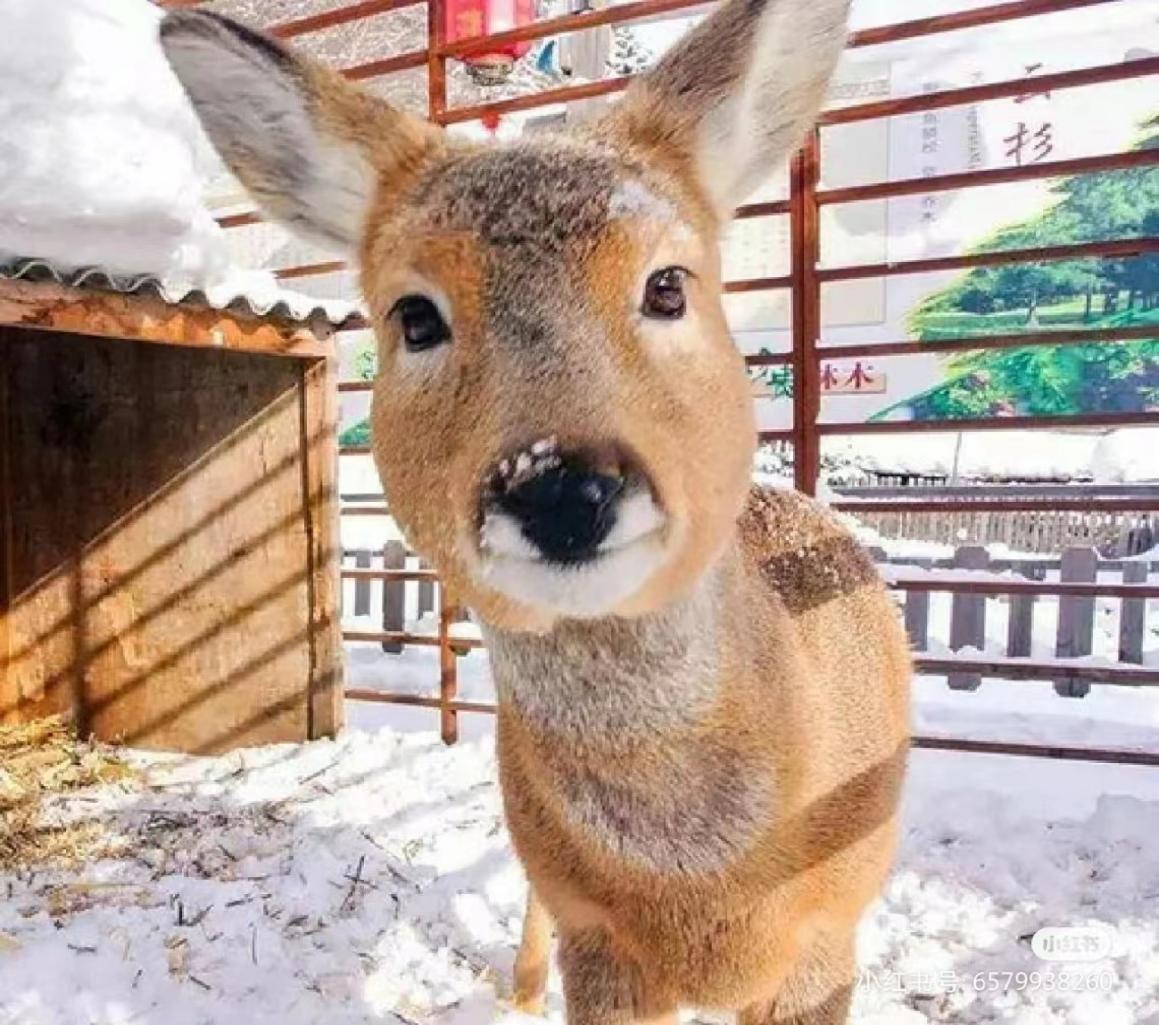 吉林一男子捡到梅花鹿,吉林男子野外捡鹿