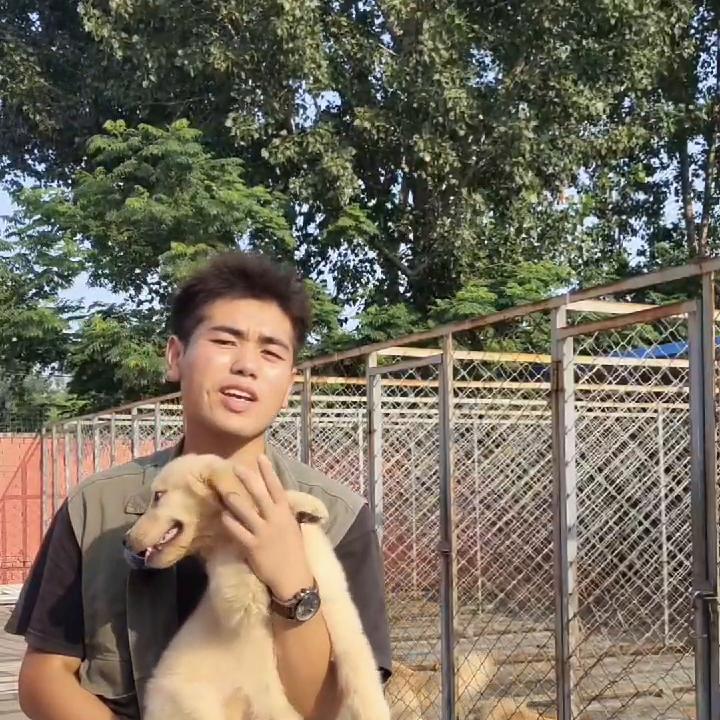 去买狗该注意的地方,一定要擦亮眼睛