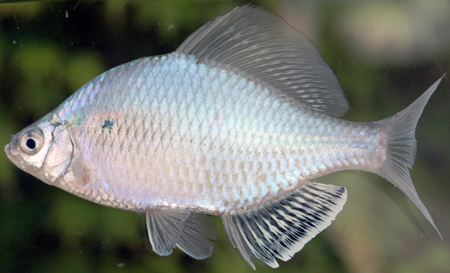 黑龙江三花五罗十八子图片,黑龙江名鱼三花五罗