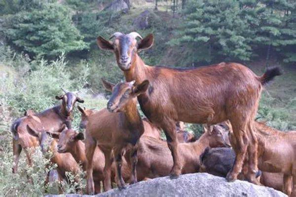 号称中国第一山羊,历40多年心血,它究竟好在哪里?