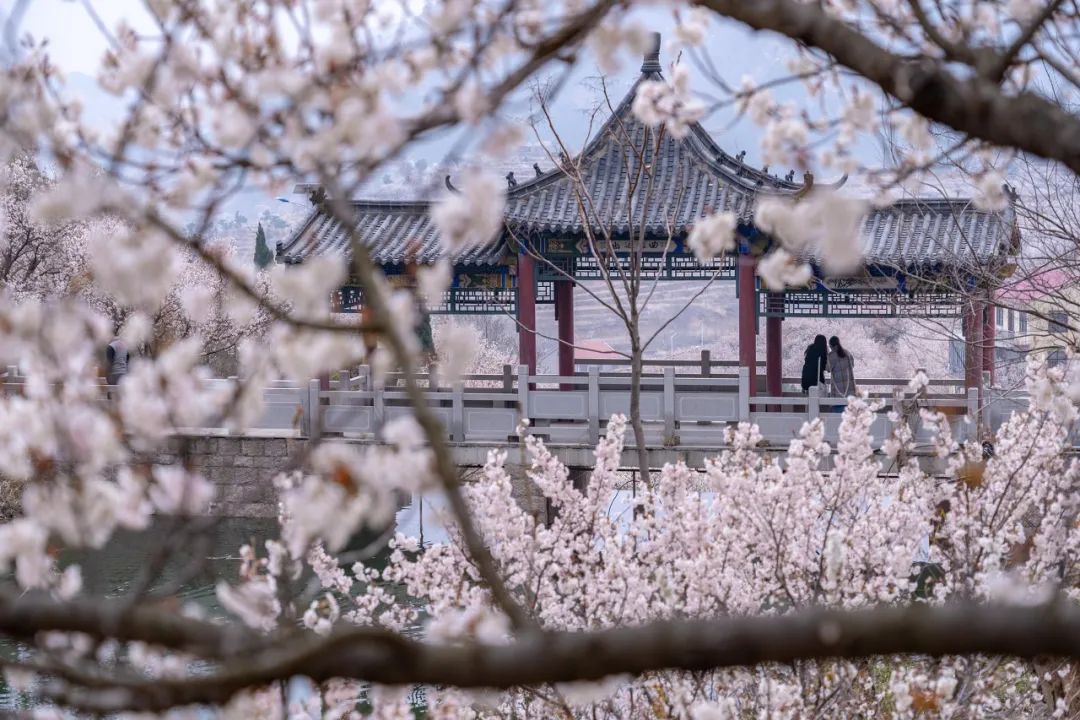 疫情快过去吧，我不想错过这座海滨老城的春天