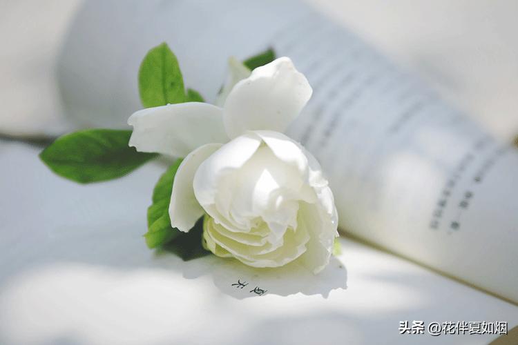 闲看中庭栀子开，夏日悠悠入梦来