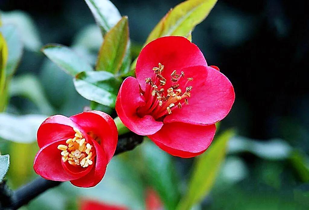 贴梗海棠海棠花品种大全,贴梗海棠的花型