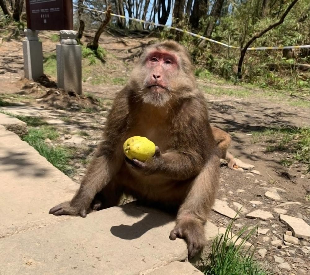 野生金丝猴被人围观,云南昭通发现金丝猴