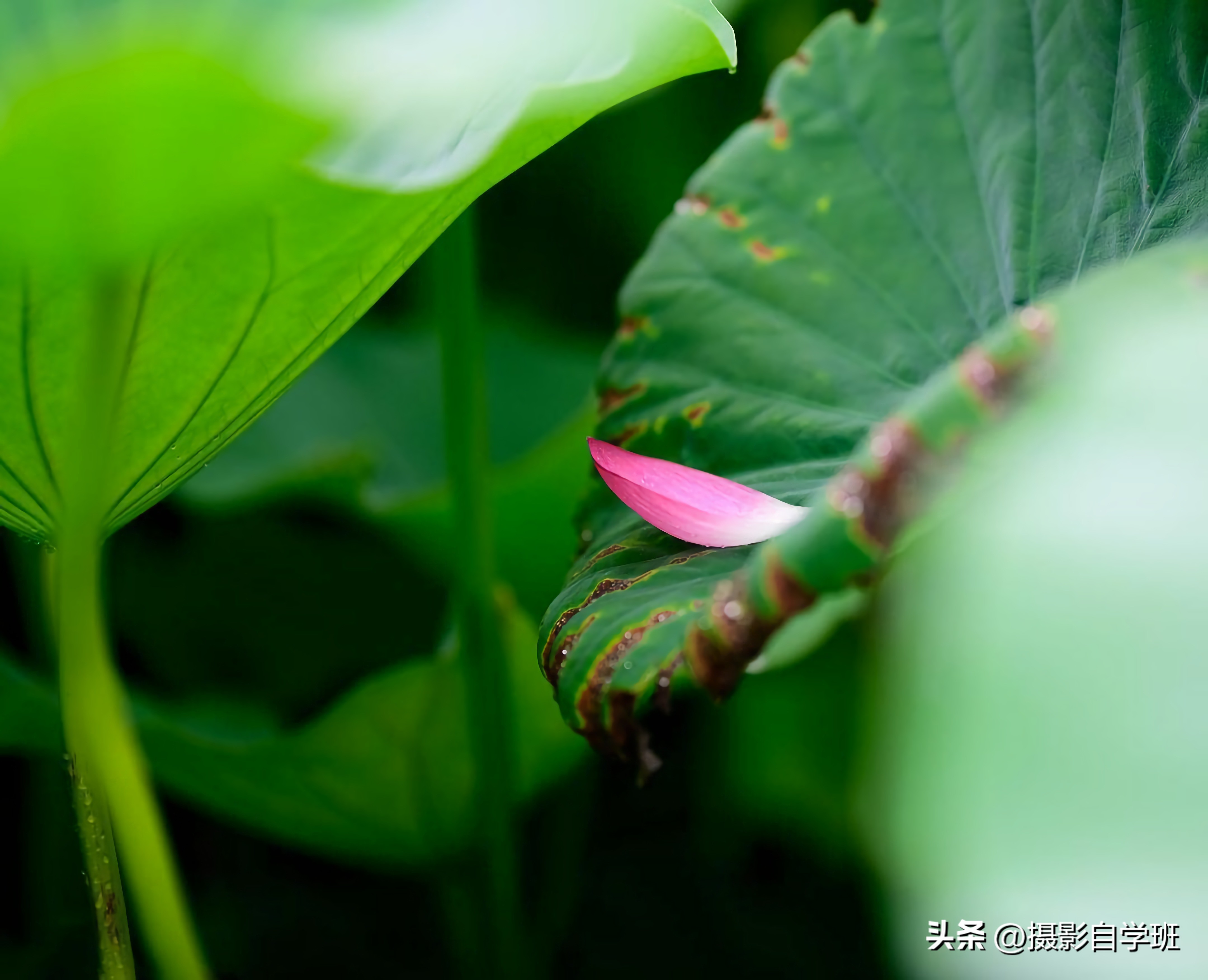 摄影后期修图教程荷花后期,手机拍摄荷花摄影师总结10个技巧
