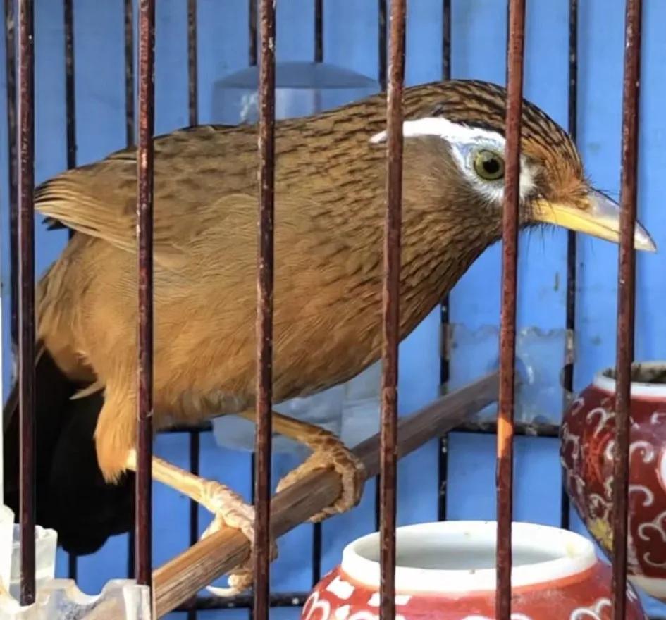 怎么让画眉鸟快速的训练,如何训练画眉鸟