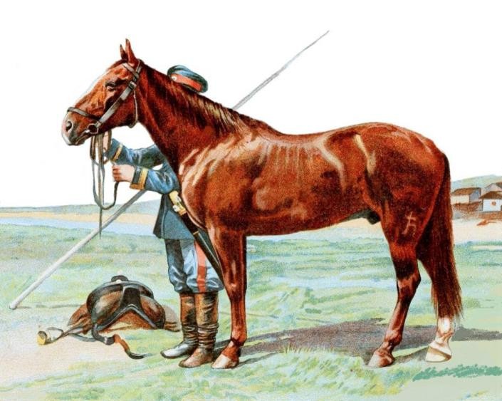 伊犁马属于热血马还是温血马,伊犁马有多高