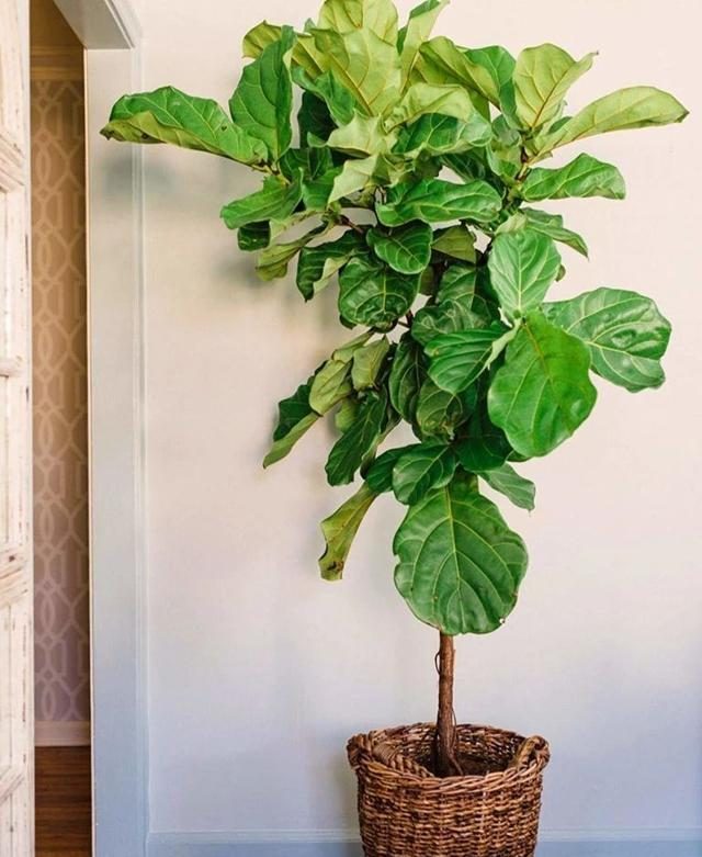 客厅养什么花好看又好养,客厅养什么花好看又好养活