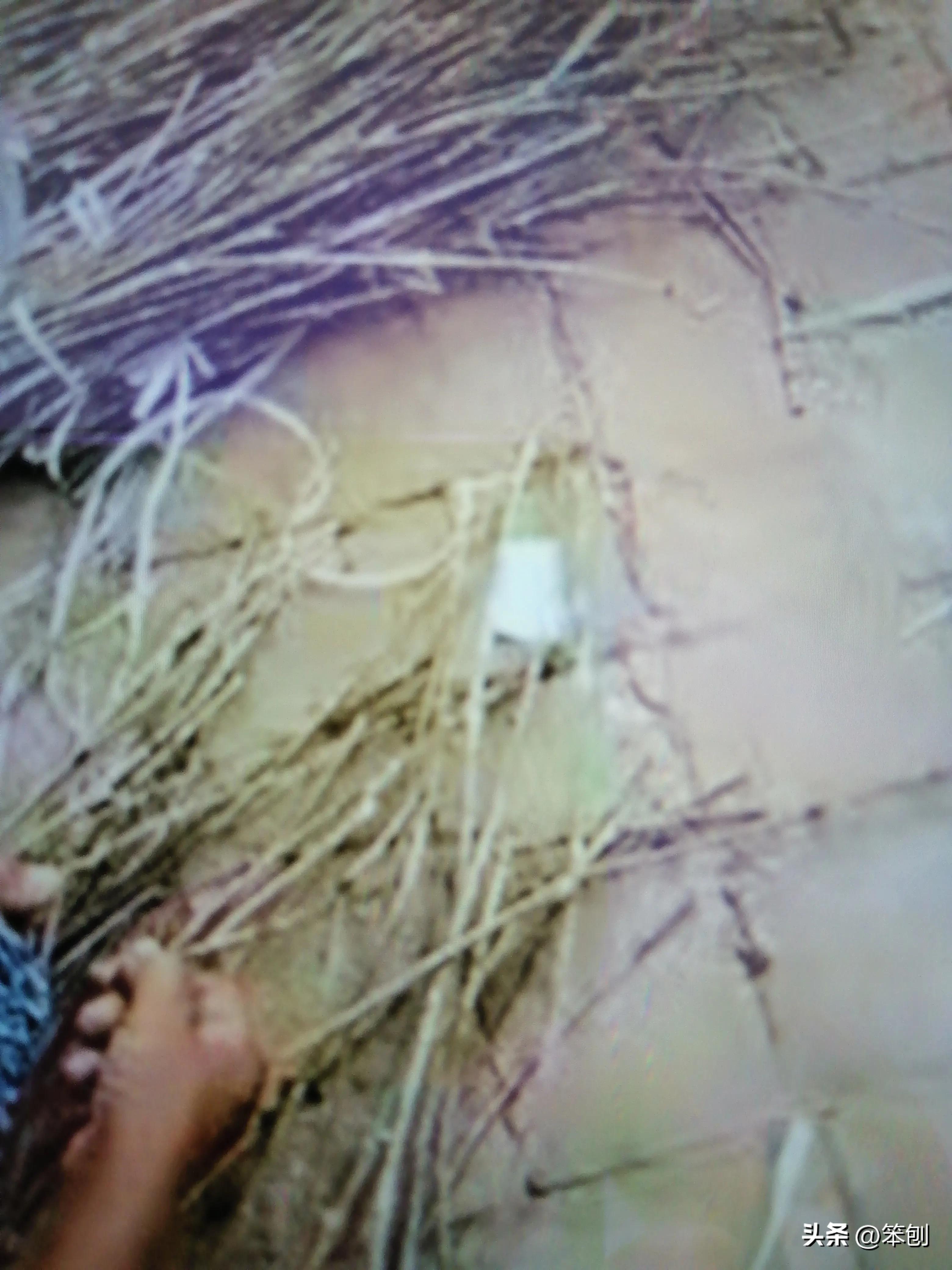 金蝉养殖前景好铺就致富路,金蝉养殖需投资多少钱才能赚钱呀