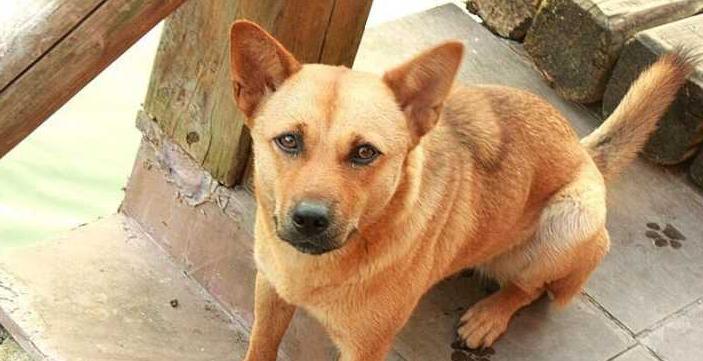 满族不吃狗肉，回族不吃猪肉，那汉族不吃什么肉？