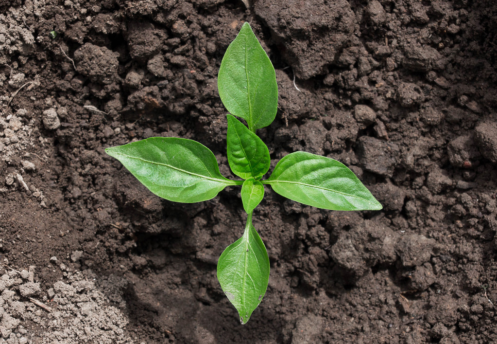 辣椒苗晴天种还是下雨天种好,辣椒苗是雨天移植好还是晴天移植