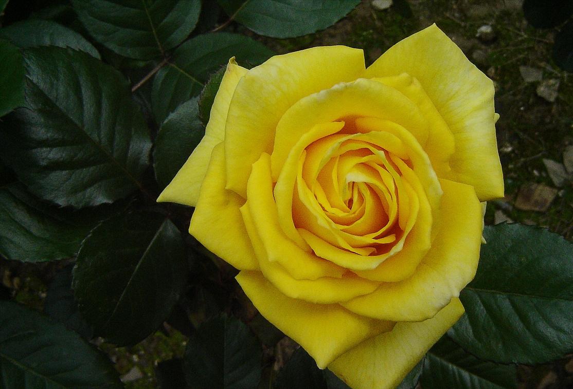 玫瑰花数量少了与实际的不符,玫瑰花买多少朵各有什么寓意