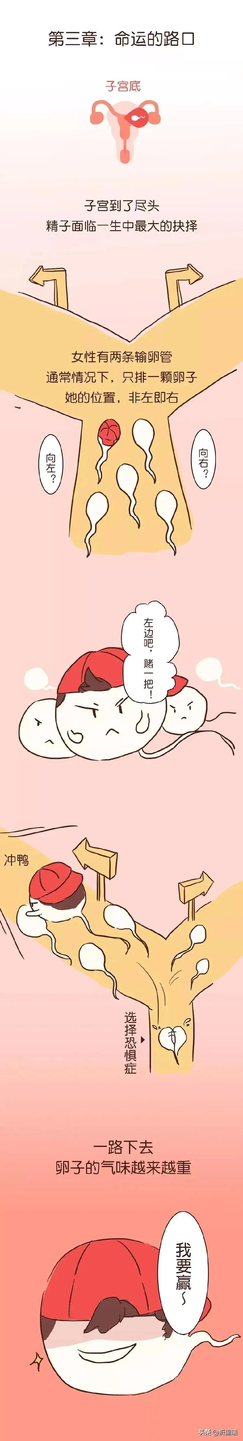 精子进入人体48小时变化,精子在人体24个小时都经历了什么