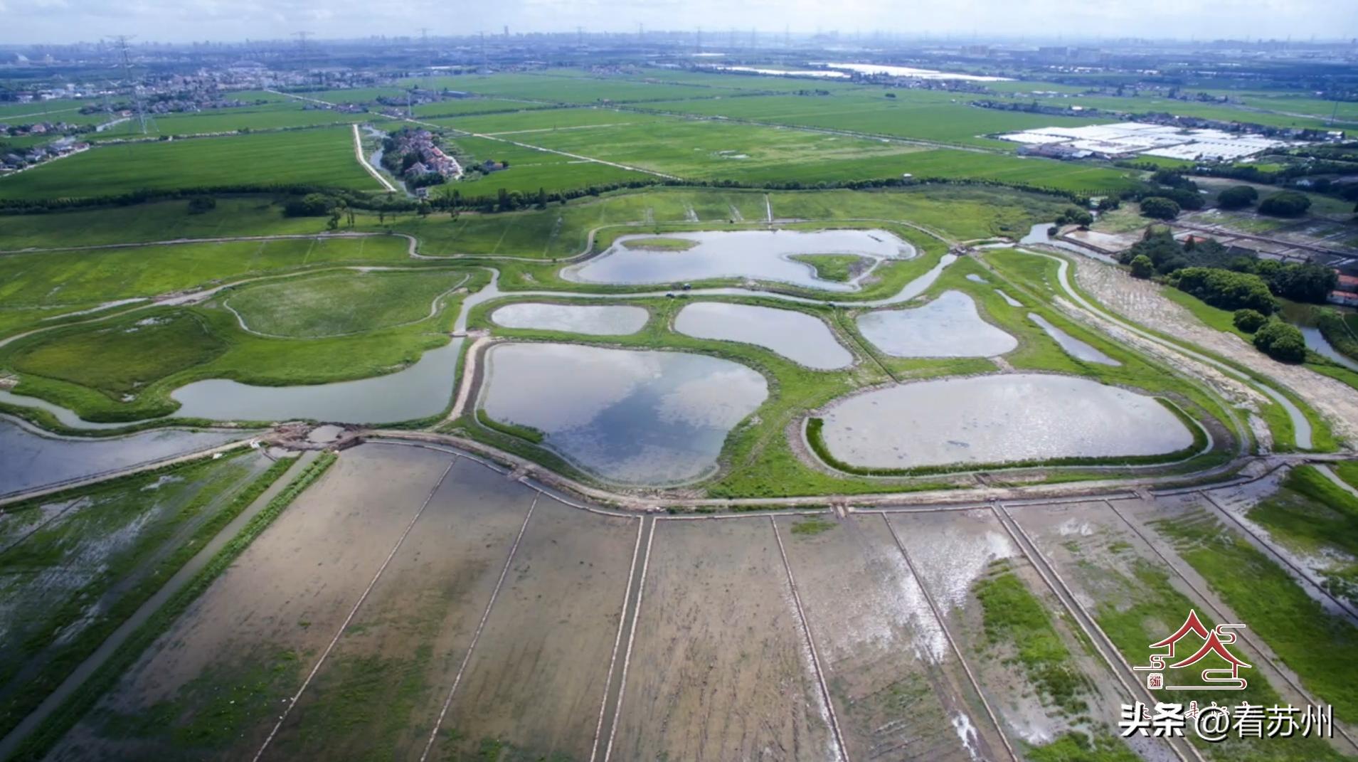 世界环境日，一起守护“地球之肾”！