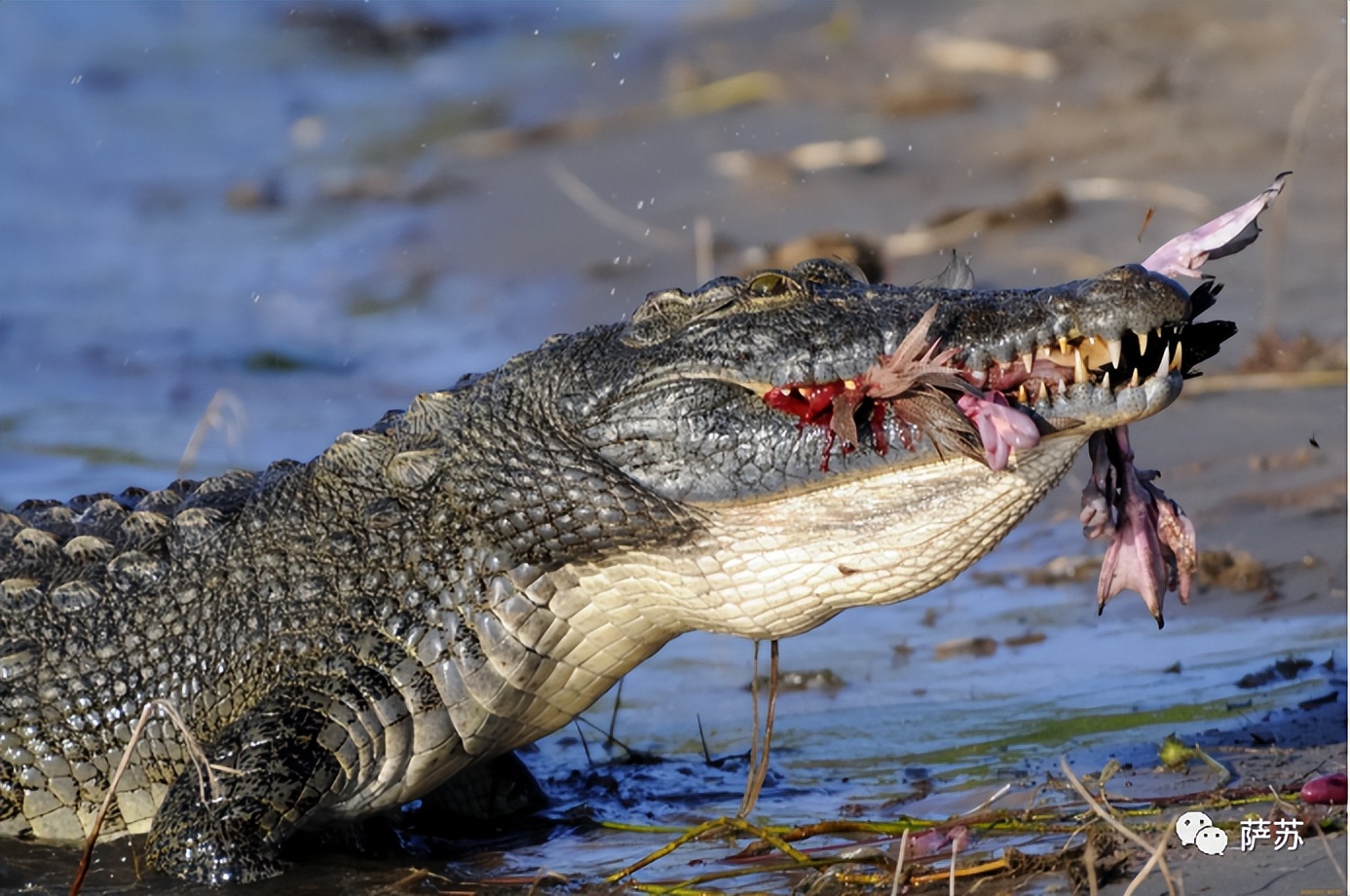 韩愈是怎么赶走鳄鱼的,韩愈写给鳄鱼的话