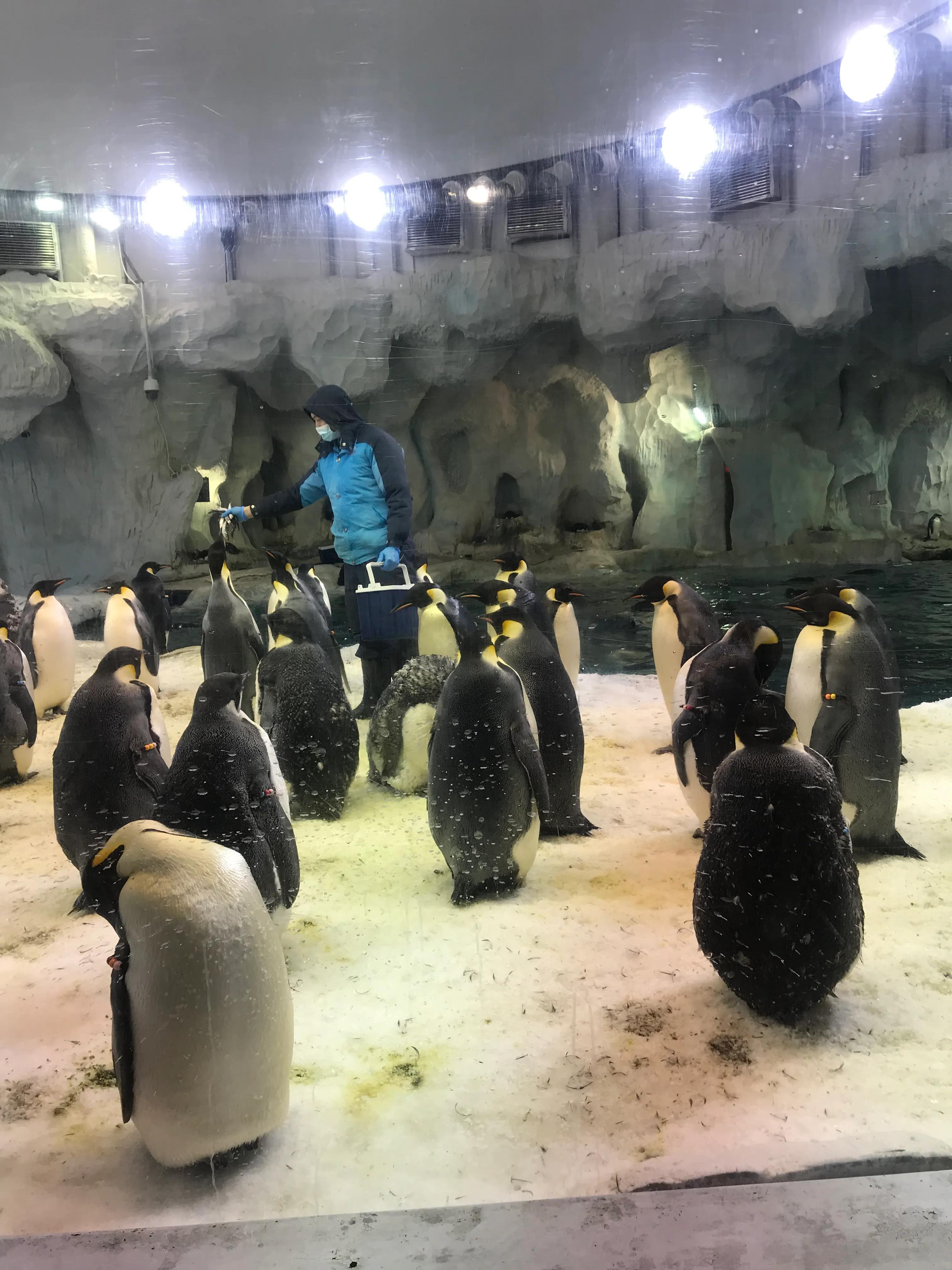 珠海长隆海洋王国游玩一日心得,珠海长隆海洋王国游玩攻略看过来