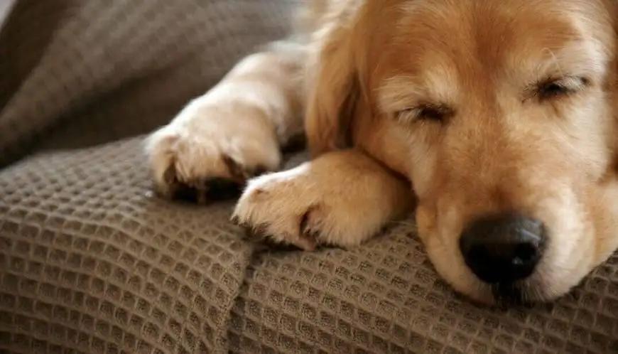 狗狗吐黄水怎么治疗最好,狗狗吐黄水最快解决方法