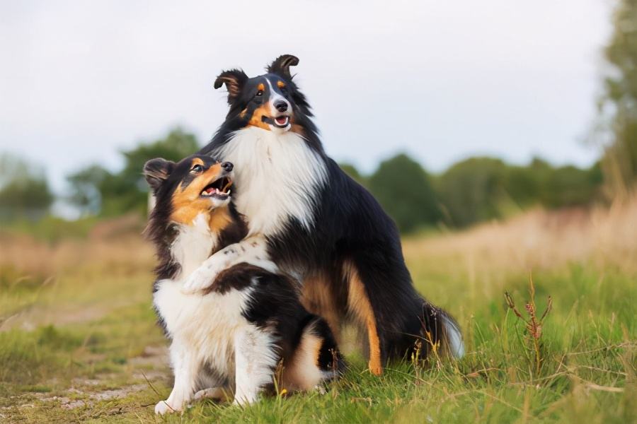 两只狗交配时，为什么不能上前打扰？