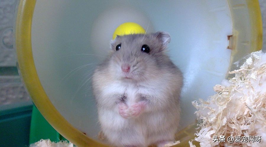 仓鼠品种大全及图片,仓鼠哪些品种不咬人