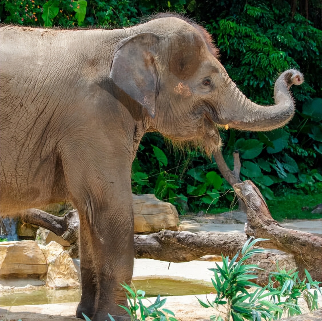 广州长隆熊猫酒店蝴蝶谷,广州长隆熊猫主题酒店五一