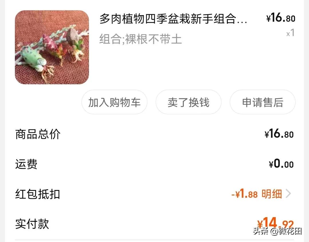 梅花鹿水泡能长多大,梅花鹿水泡贵不贵