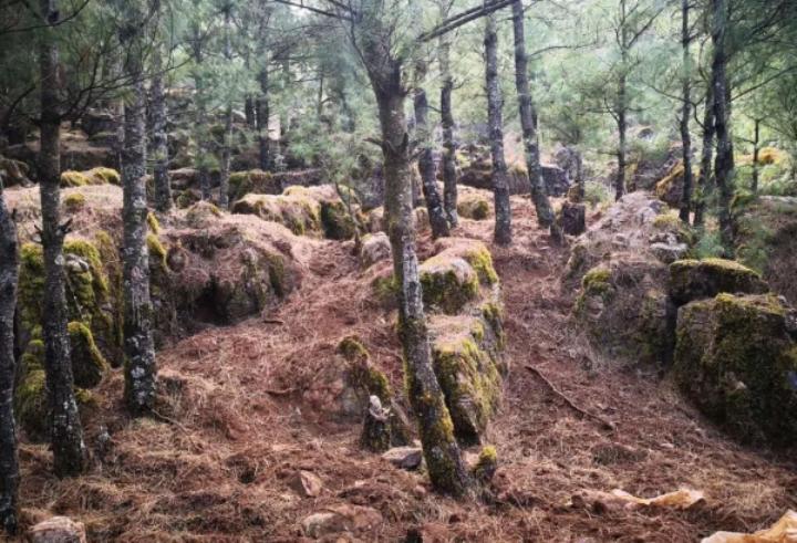 花3万吃印度菜,为什么中国松露不是欧洲松露