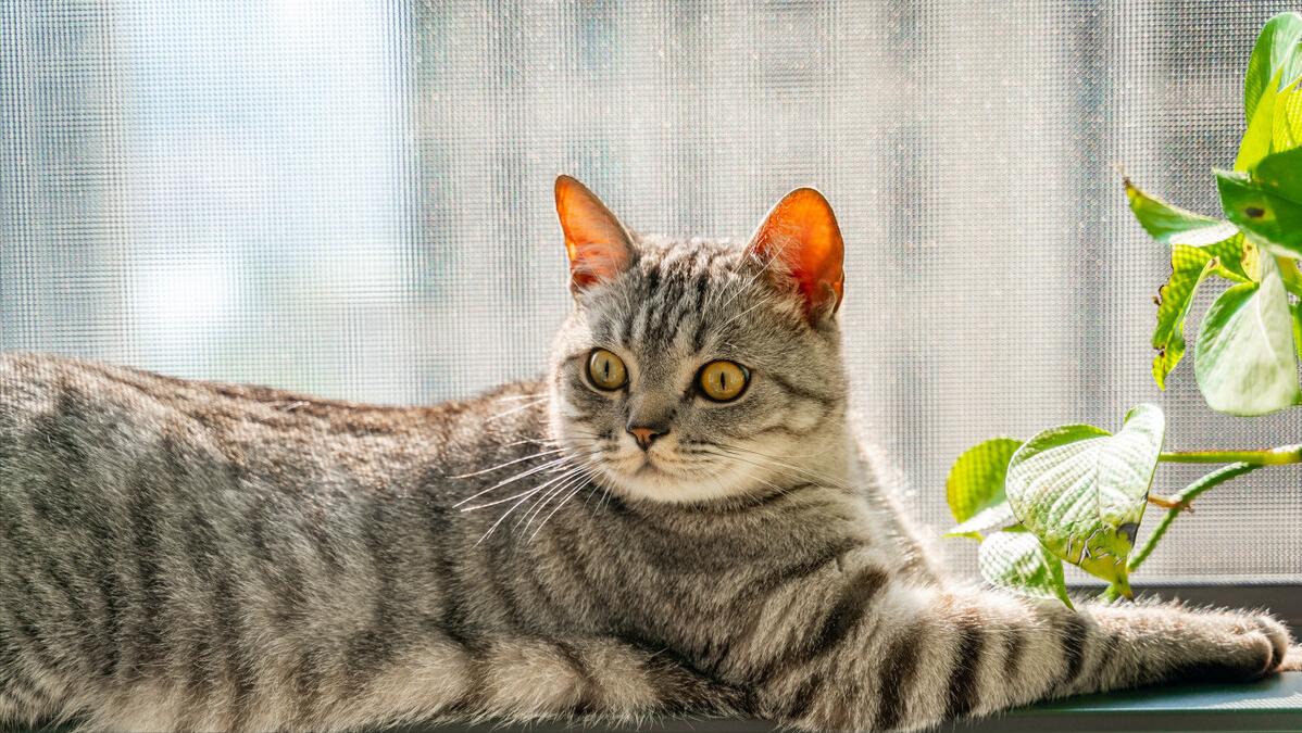 这4种猫一定要带回家,这5种猫便宜又好养