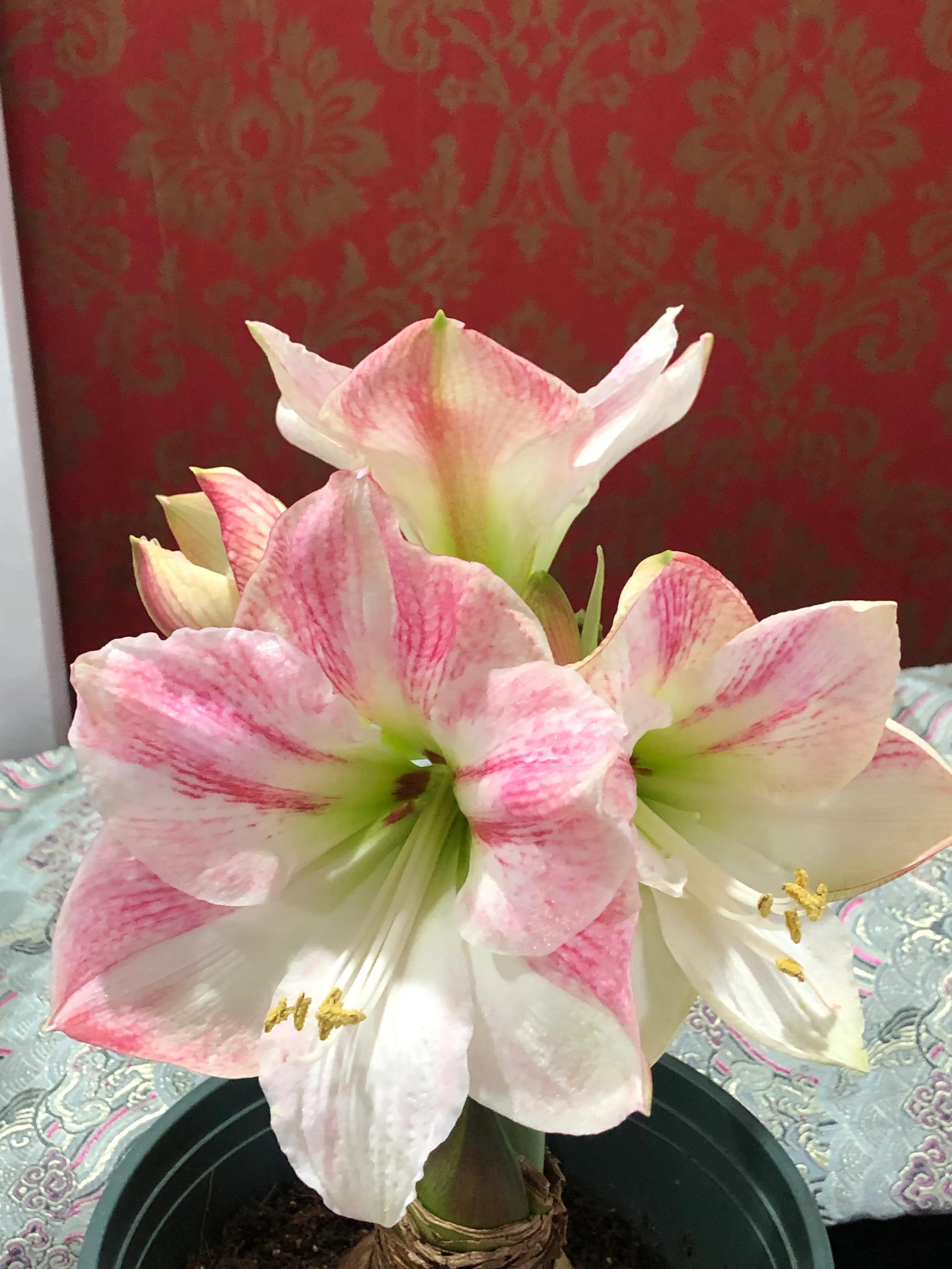 美丽俏佳人发型,美丽俏佳人化妆品好吗