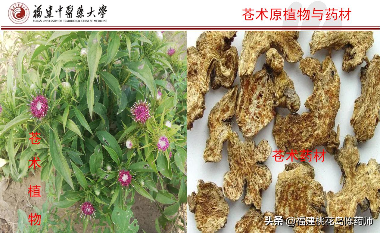 芳香化湿中药大全,芳香化湿药和利水渗湿药的区别