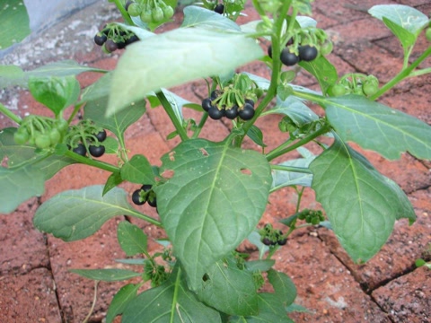 盘点农村常见的几种野果子,常见的21种野果子