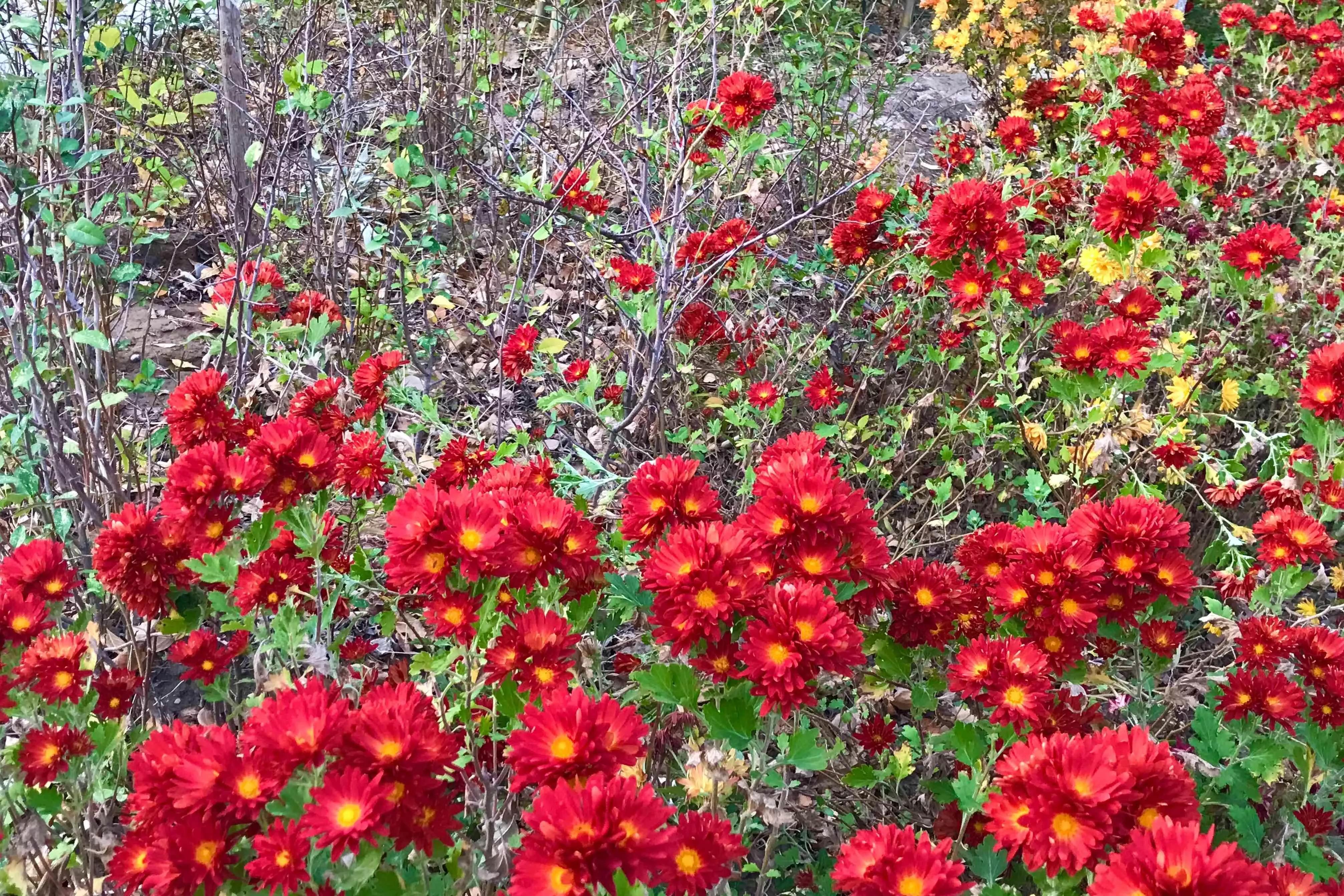 头条挑战赛：对《七律·秋叶即景（平水韵/六麻）》的注引解释