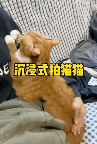 抖M大橘猫酷爱被打屁股，否则就骂骂咧咧：我是你修来的一屁股债