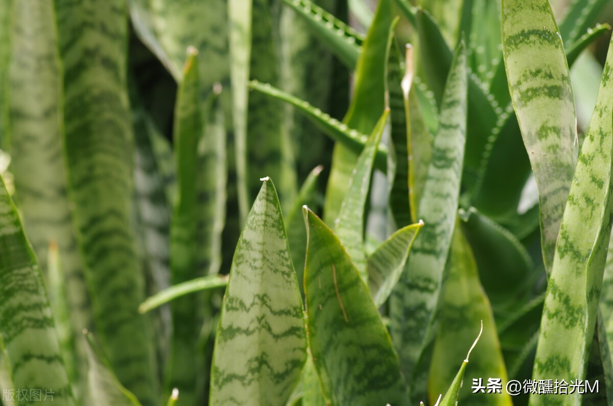 客厅摆放什么绿植好看又好养,客厅最适宜摆放的绿植