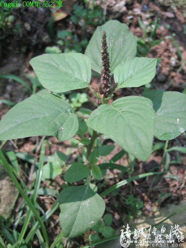 冠县常见野生保护植物,诸城野生动物排名