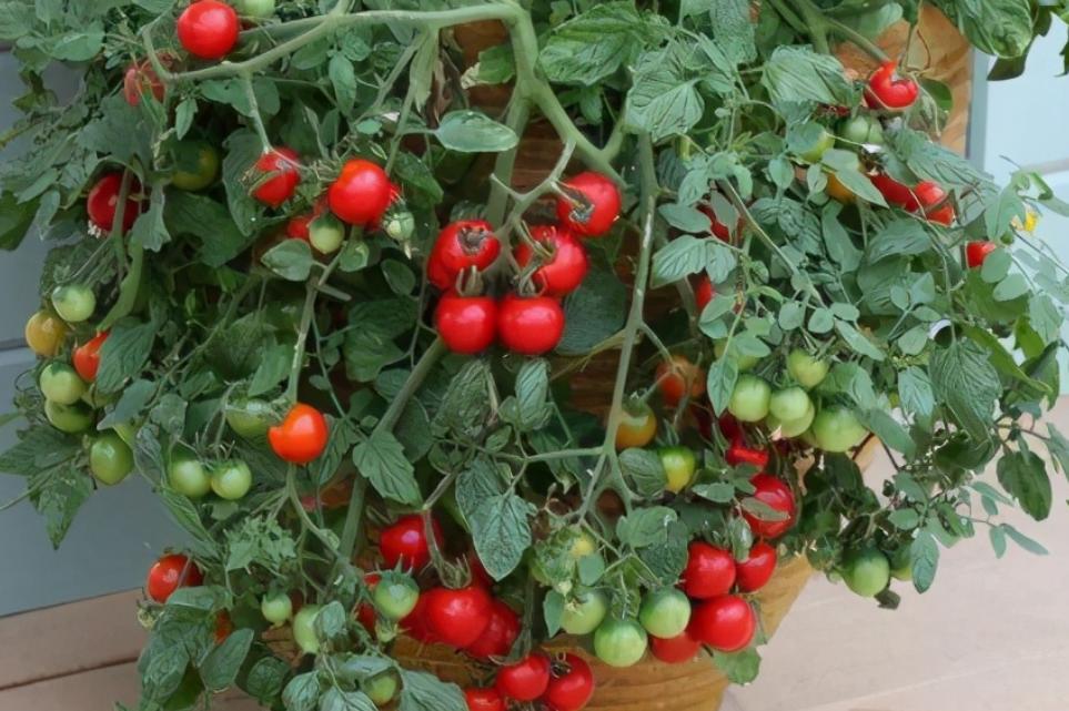 12月家里供暖足，搁阳台养西红柿，埋点肥冬天猛窜个，呼呼结果