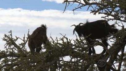 摩洛哥踢球干净吗,摩洛哥的羊为什么上树