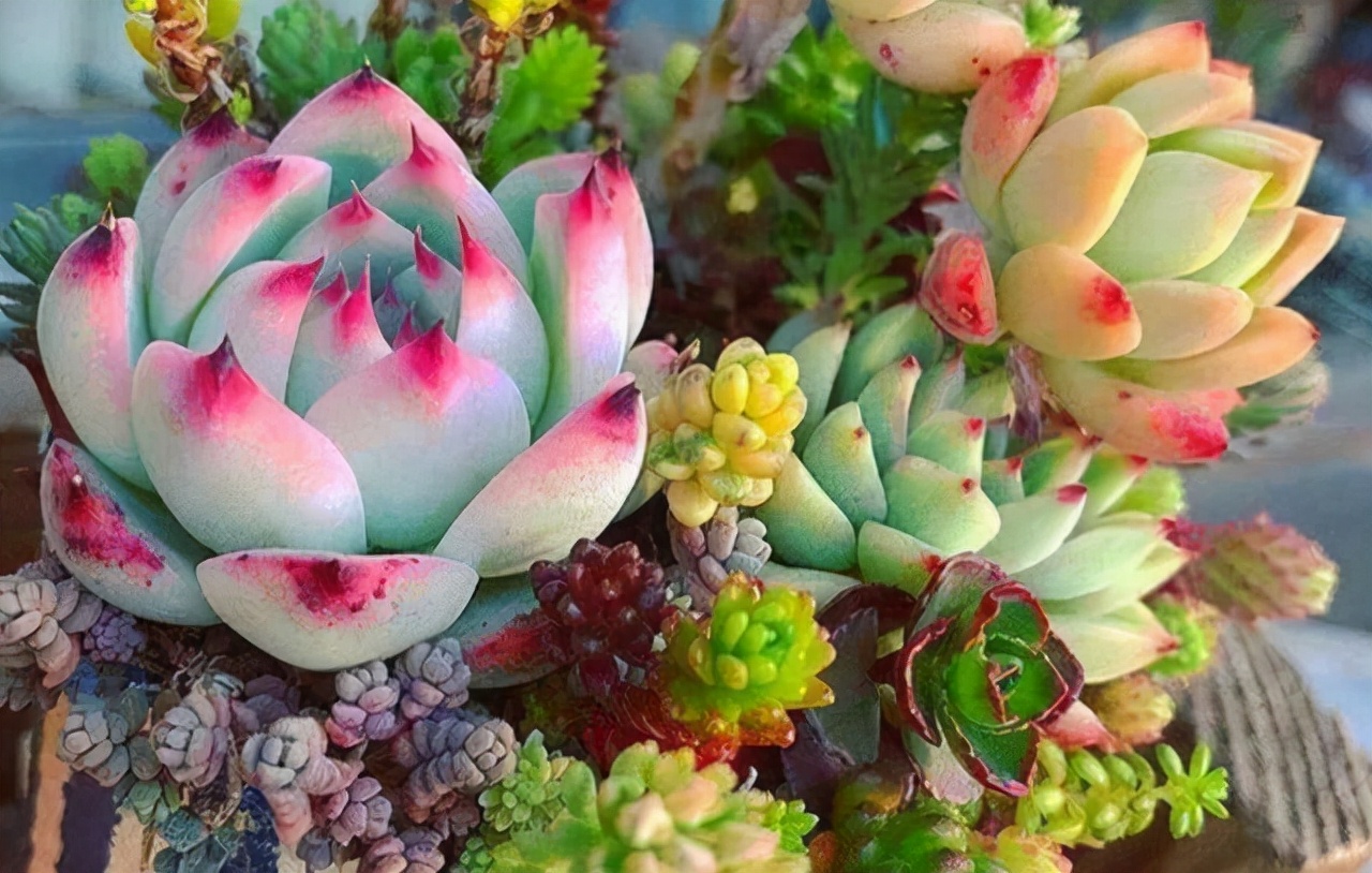 家里不能养的10种花,家里不能养的四种花