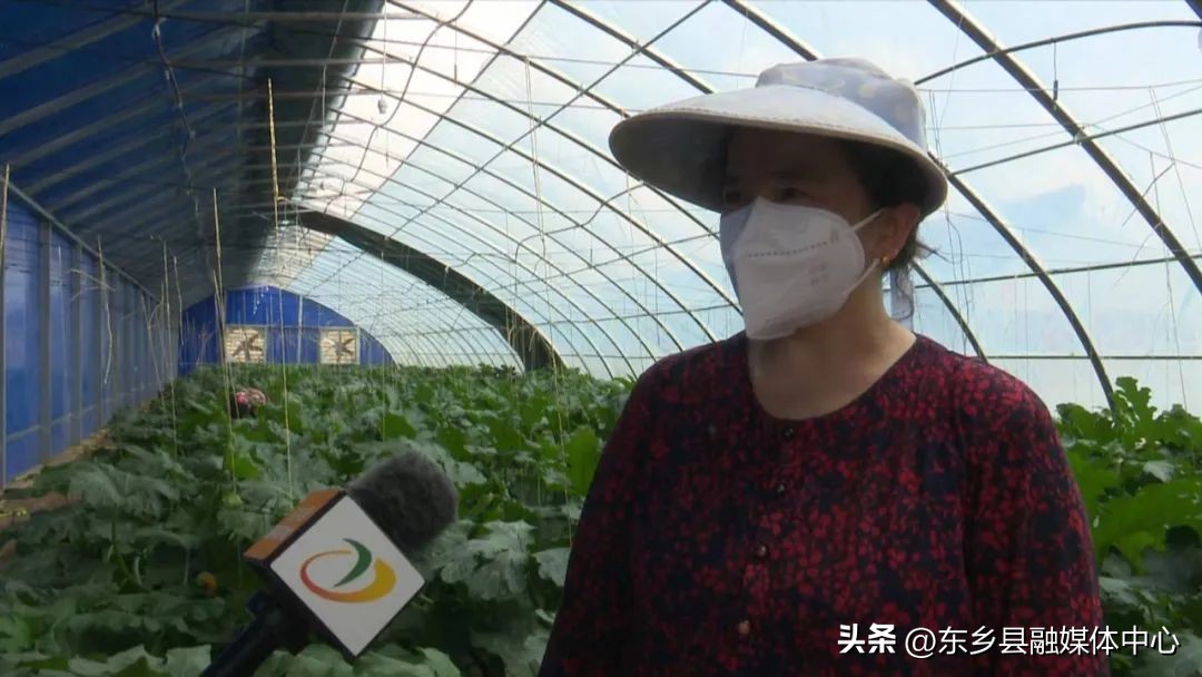 【调结构兴产业强三农】东乡县龙泉镇：蔬菜长势喜人致富“丰”景美好