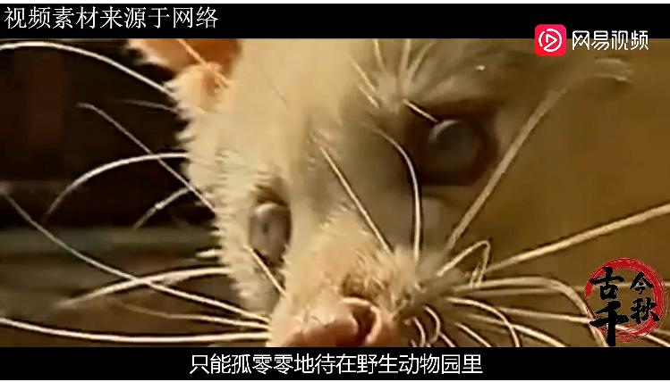 江西老汉活捉神兽,江西老汉捉到不明动物