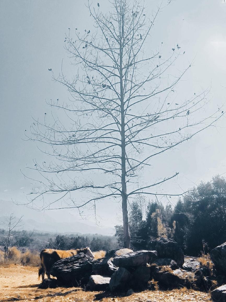 十一月云南旅游攻略腾冲 (从云南腾冲看云南旅游攻略)