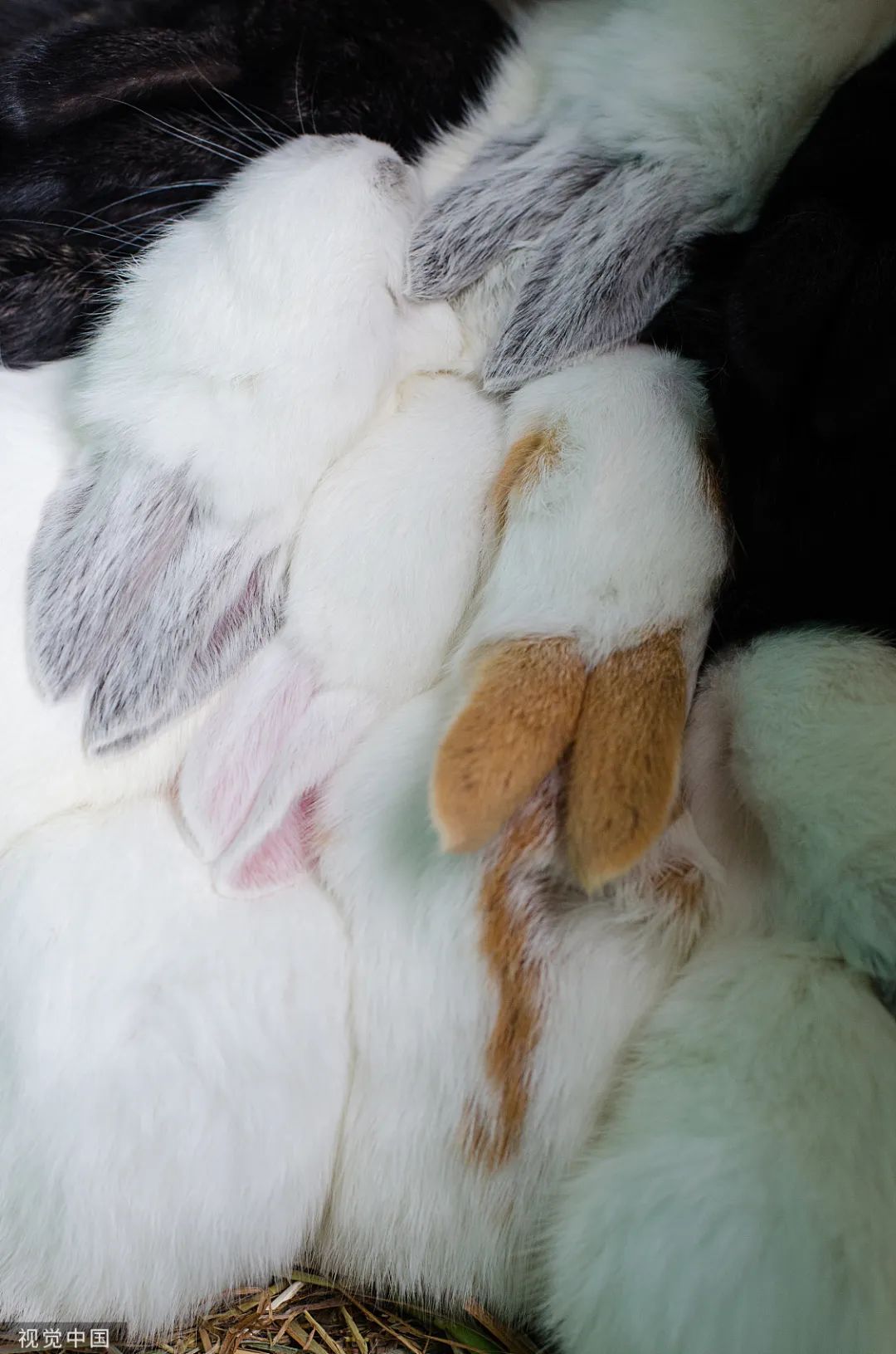 原来,你是这样的兔兔!