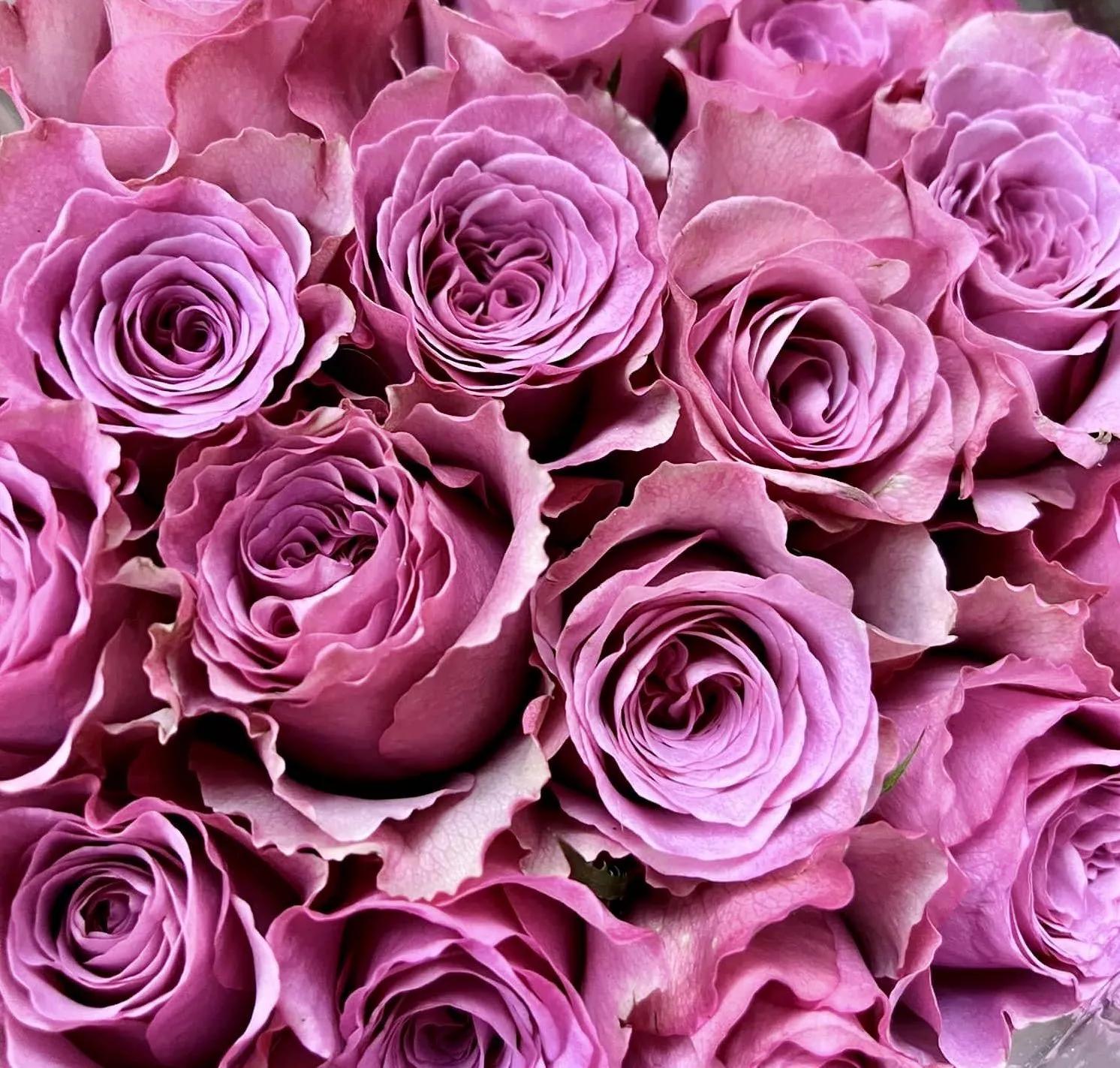 夏花开得最标准的月季花品种,月季色彩艳丽千姿百态