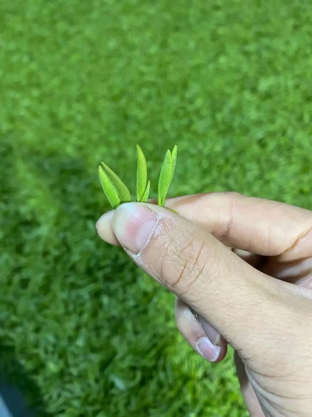 黄山毛峰明前茶雨前茶谷雨茶区别,绿茶是明前茶鲜还是谷雨茶鲜