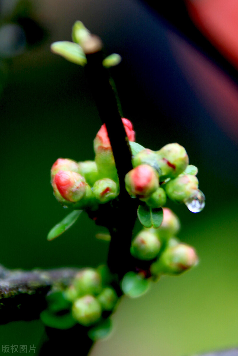 春天花的手机壁纸图片好看,春天图片唯美高清壁纸