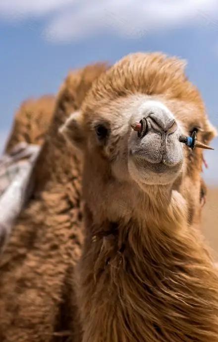骆驼沙漠中求生,骆驼在沙漠生存的秘诀是什么