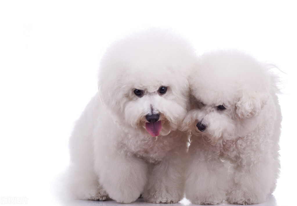 十大名犬喜欢哪只,72种名犬都有哪些