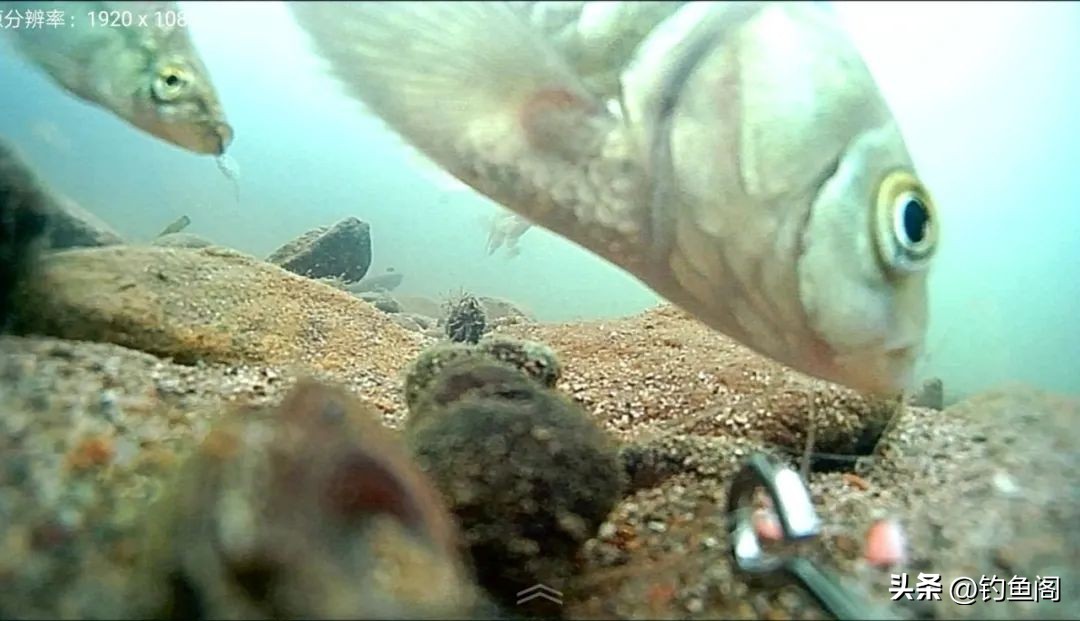 让鱼快速开口的三样东西,冬季钓鱼窝里有鱼星不开口怎么办